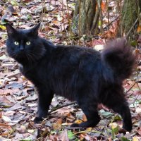 Чёрный кот :: Андрей Снегерёв