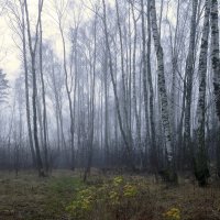 туман в ноябре :: РозаВетроф 