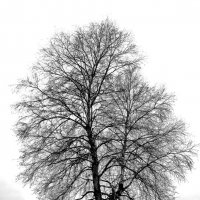 Дерево - одна крона, два ствола :: Дмитрий Петренко