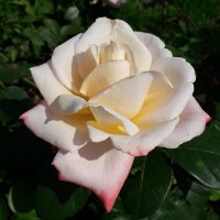 Красота летней розы :: Лидия Бусурина
