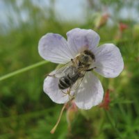 Пчела :: Anna Ivanova
