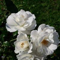 Белые розы :: Лидия Бусурина