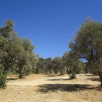 прогулка по оливковой роще :: Елена Шаламова