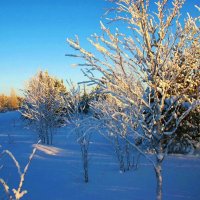 Морозным утром декабря на лесной опушке! :: Владимир 
