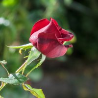 Бутон бархатной розы :: Валентин Семчишин