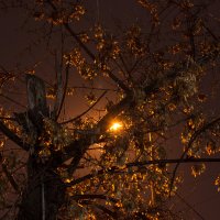 Фальшивым золотом ноябрь рисует тихо по ночам :: Дмитрий Костоусов