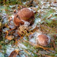 Замёрзшие грибы :: Сергей Кочнев