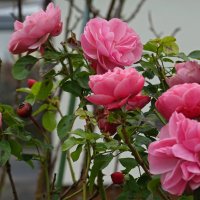 Осенние розы - прелестные, грустные розы!.. :: Galina Dzubina
