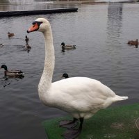 Белый лебедь на пруду. :: Ольга 