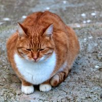Монастырский котяра :: Светлана 