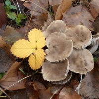 Последние грибы поздней осени.. :: Андрей Заломленков