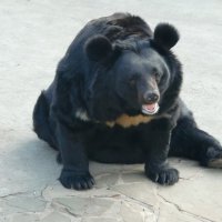 Гималайский медведь :: <<< Наташа >>>