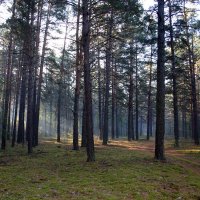 Чем жарче день, тем сладостней в бору дышать сухим смолистым ароматом (Бунин) :: Юрий Налобин