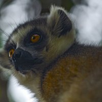 Lemur :: Shmual & Vika Retro