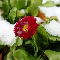 ...первый снежок :: Galina Dzubina