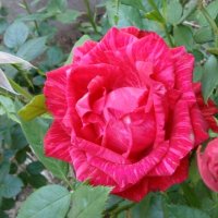 Южные розы :: Елена Галата