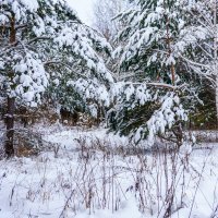 Зимой в лесу :: Дмитрий Ряховский