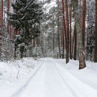 Засыпан снегом сосновый бор. :: Милешкин Владимир Алексеевич 