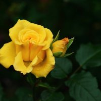 роза флорибунда "Керио" (*в темноте; низкий ключ;*розы) :: Stanislav Zanegin