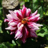 Георгин и пчела :: Nina Yudicheva