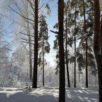Утро в зимнем лесу :: nika555nika Ирина