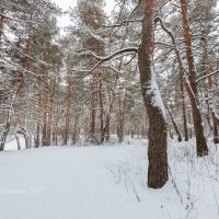 Снежный пейзаж :: Александр Синдерёв