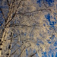Настоящая зима :: Наталья Герасимова