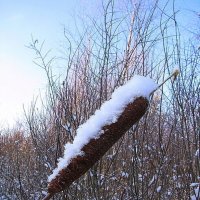 Рогоз в снегу :: Людмила Смородинская