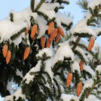 На снежной еловой ветке :: Андрей Снегерёв