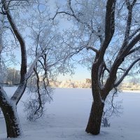 В морозный день... деревьев кружево... :: Мария Васильева