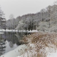 Зима :: Ирина Олехнович