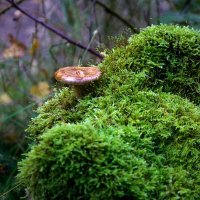 Осенний грибок. :: Lucy Schneider 