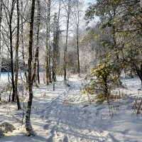 Тропа здоровья в берёзоврй роще (репортаж из поездок по области). :: Милешкин Владимир Алексеевич 