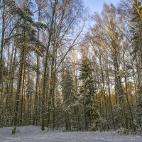 Зимний лес :: Сергей Цветков