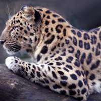 леопард :: Михаил Бибичков