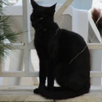 чёрный кот :: Елена Шаламова