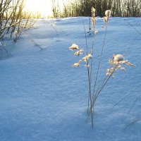 Декабрь..Травинки, опушенные снегом! :: Владимир 