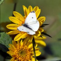 Бабочка / Butterfliesу :: "The Natural World" Александер