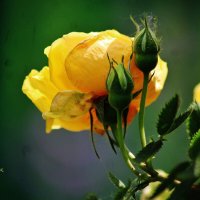 Жёлтая роза совсем не эмблема печали. :: Восковых Анна Васильевна 