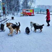 Декабрь...Бродячие осаждают магазин! :: Владимир 