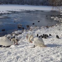 Лебеди в заснеженном парке :: Рита Симонова