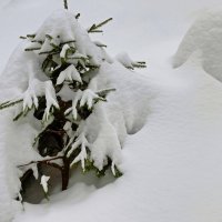 спрятался в домик :: Владимир 