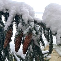 Чьи в лесу шишки... :: Михаил Столяров