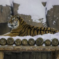Мой друг - Амурский тигр :: Владимир Максимов