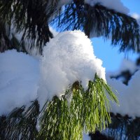 Кедр в снегу :: Павел Трунцев