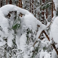 Картинка снежной зимы. :: Милешкин Владимир Алексеевич 