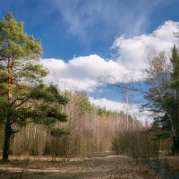 В весеннем лесу :: Валерий Вождаев