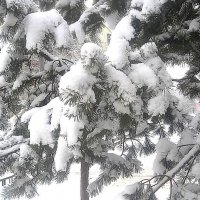 В снежном наряде :: Елена Семигина