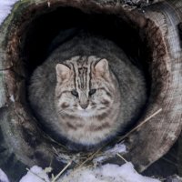 Дальневосточкый лесной кот :: Владимир Максимов