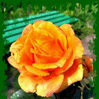 Жёлтые розы – Солнышка  лики :: Ольга Довженко